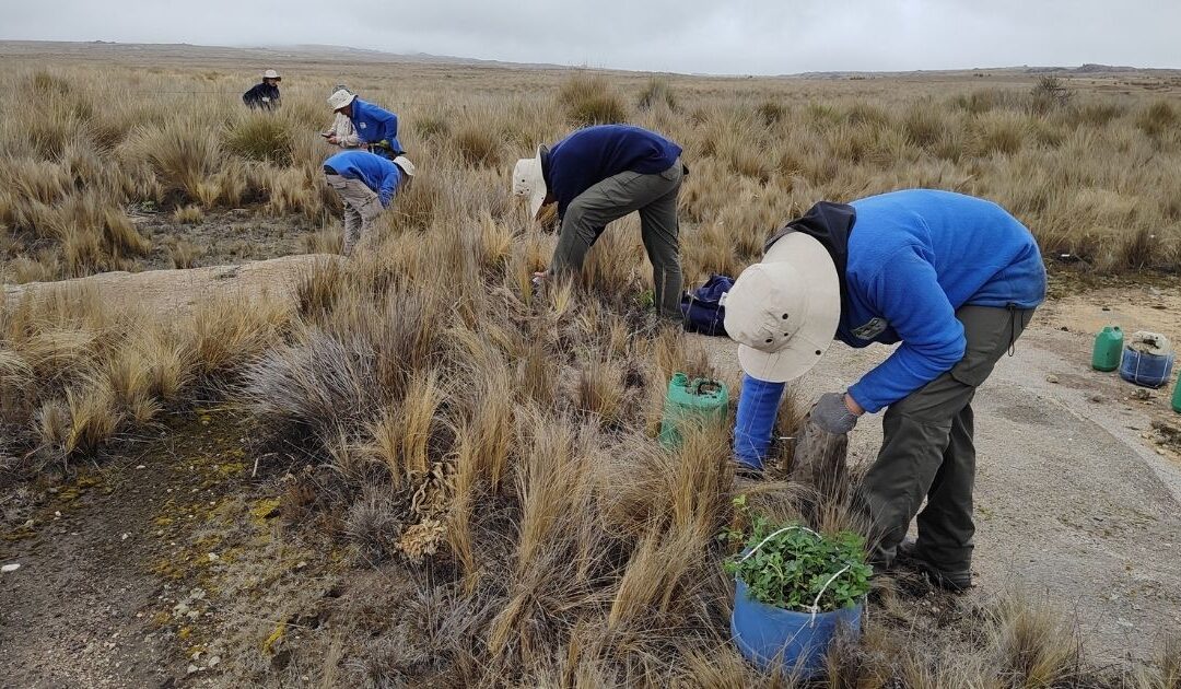 YA VAN 30 MIL TABAQUILLOS MÁS EN PAMPA DE ACHALA