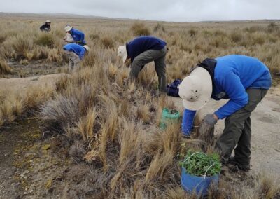 YA VAN 30 MIL TABAQUILLOS MÁS EN PAMPA DE ACHALA