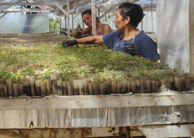 MÁS ARBOLES PARA PRESERVAR LAS FUENTES DE AGUA